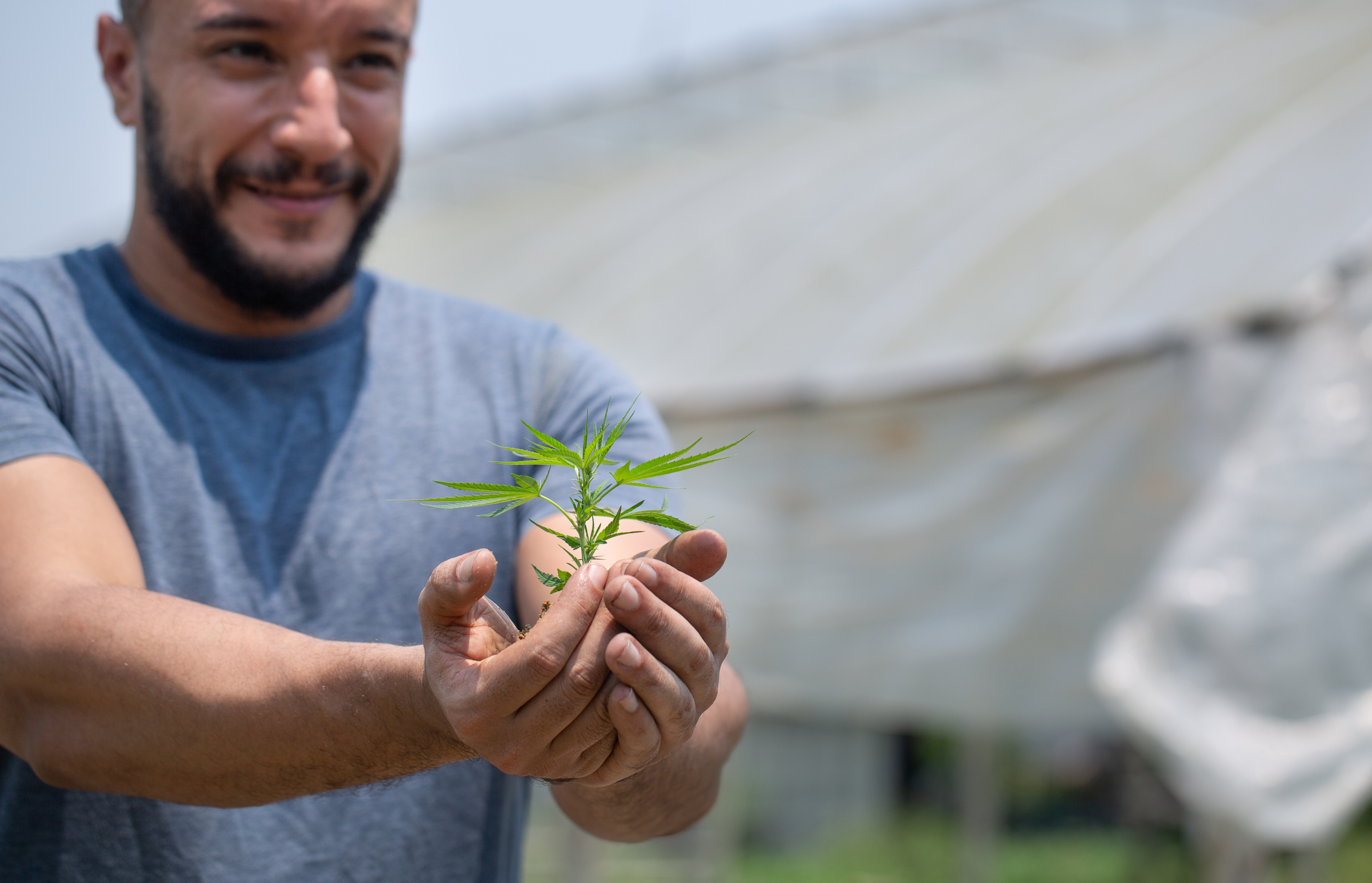 Farmers hold cannabis plants, grow cannabis, medicinal cannabis, cbd formula. CBD hemp oil.