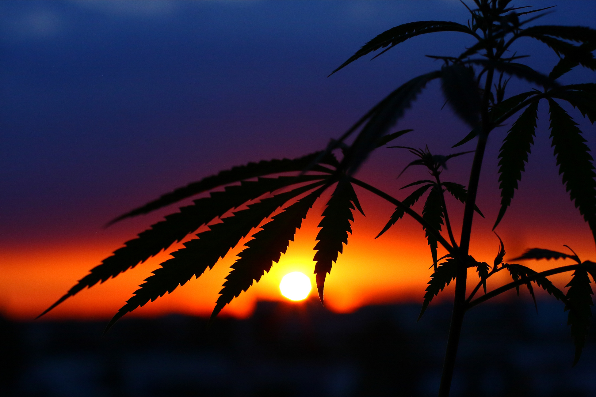 Thematic photos of hemp and marijuana in sunlight. Silhouette ganja, cannabis on blurred background with warm shades of setting sun. Concept of drug cultivation